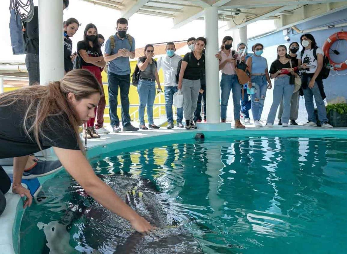 Universitarios podrían diseñar exhibición de lobos marinos del Aquarium de Veracruz