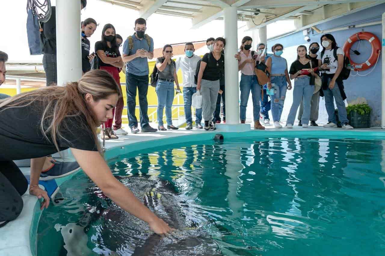 Universitarios podrían diseñar exhibición de lobos marinos del Aquarium de Veracruz