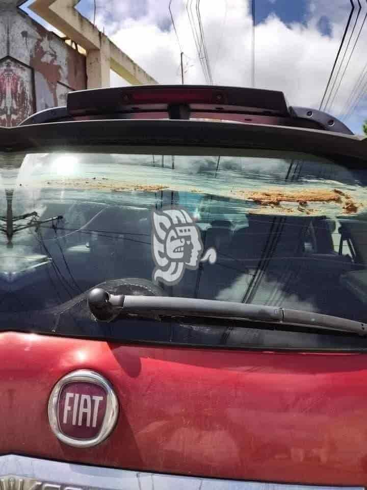 Le embarran de excremento la camioneta, se estacionó frente a un portón