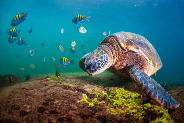 América Latina confirma acelerada tendencia en pérdida de biodiversidad