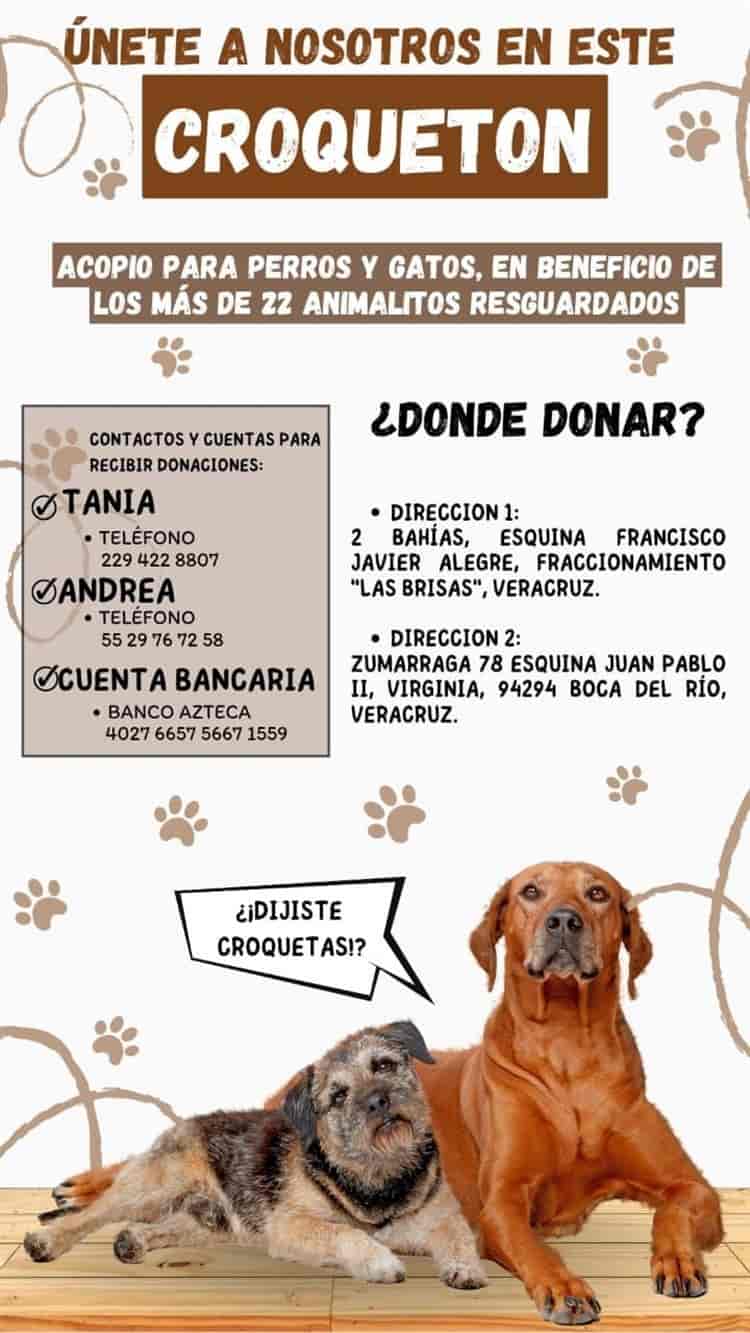 Invitan al “Croquetón” para perros y gatos en refugios de Veracruz-Boca del Río