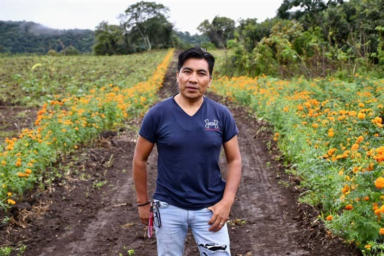 Se pintan de naranja los campos de Veracruz con el cempasúchil