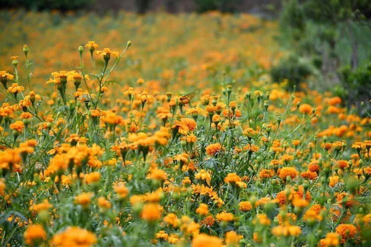 Se pintan de naranja los campos de Veracruz con el cempasúchil