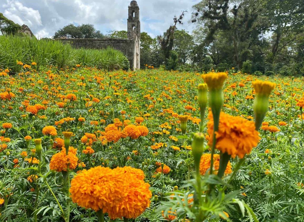 Se pintan de naranja los campos de Veracruz con el cempasúchil