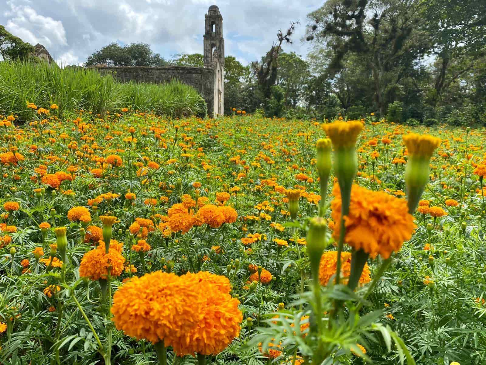 Se pintan de naranja los campos de Veracruz con el cempasúchil