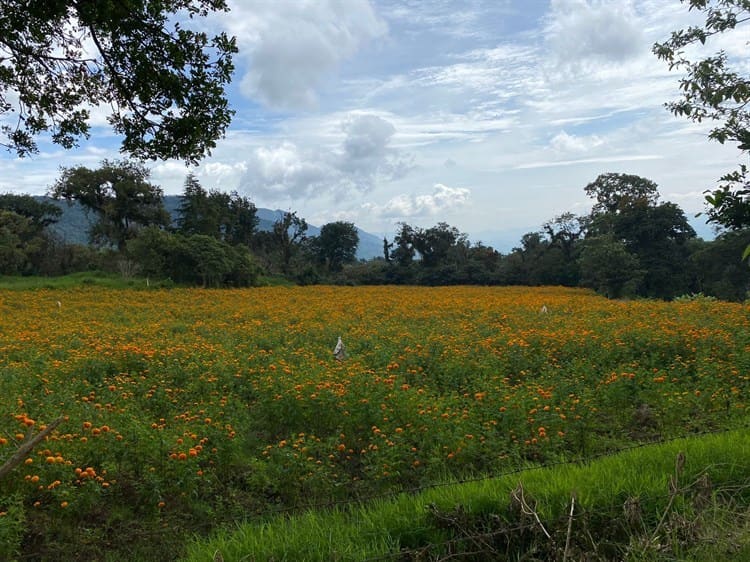 Se pintan de naranja los campos de Veracruz con el cempasúchil