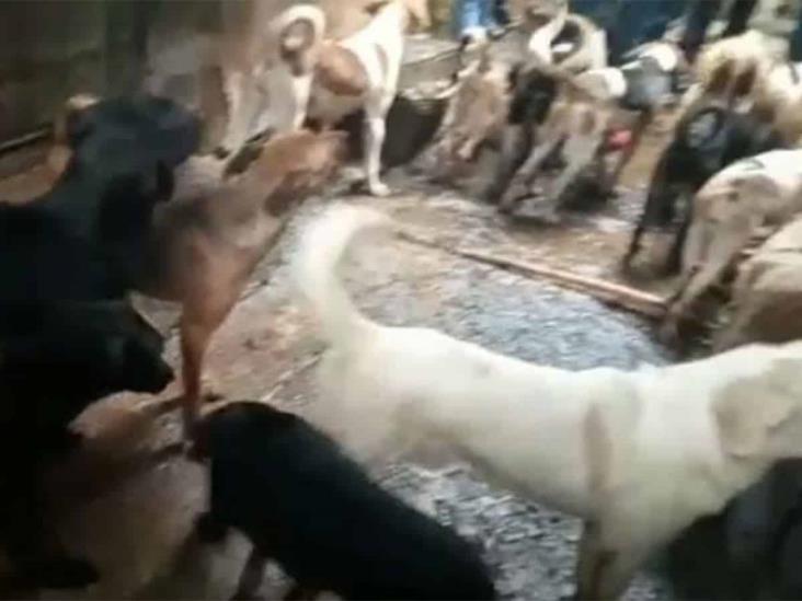 Rescatan a más de 100 perros de matadero que surtía carne a taquerías