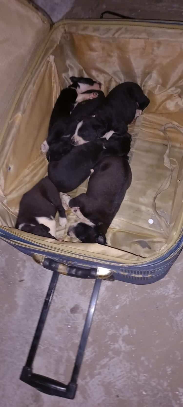 Abandonan a perritos en el interior de una maleta en Veracruz(+Video)