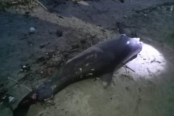 Hallan sin vida a delfín en playas de Tecolutla, Veracruz