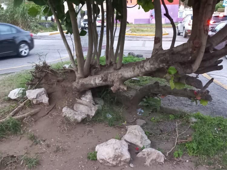 Árbol en Geo Villas del Puerto representa un peligro durante las noches: vecinos