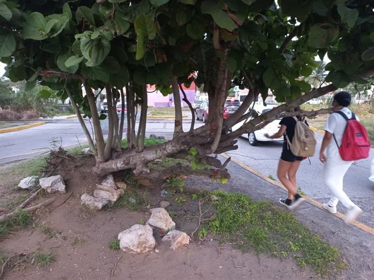 Árbol en Geo Villas del Puerto representa un peligro durante las noches: vecinos