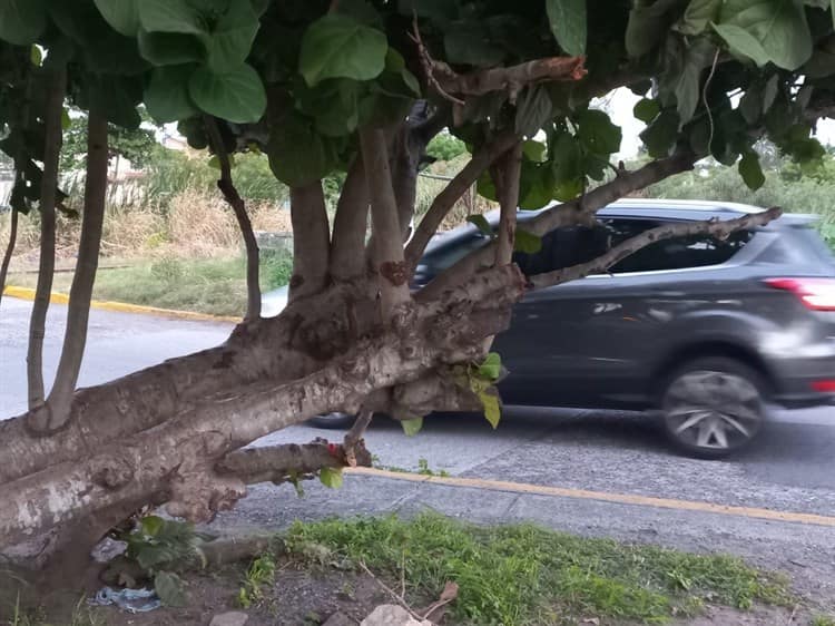 Árbol en Geo Villas del Puerto representa un peligro durante las noches: vecinos