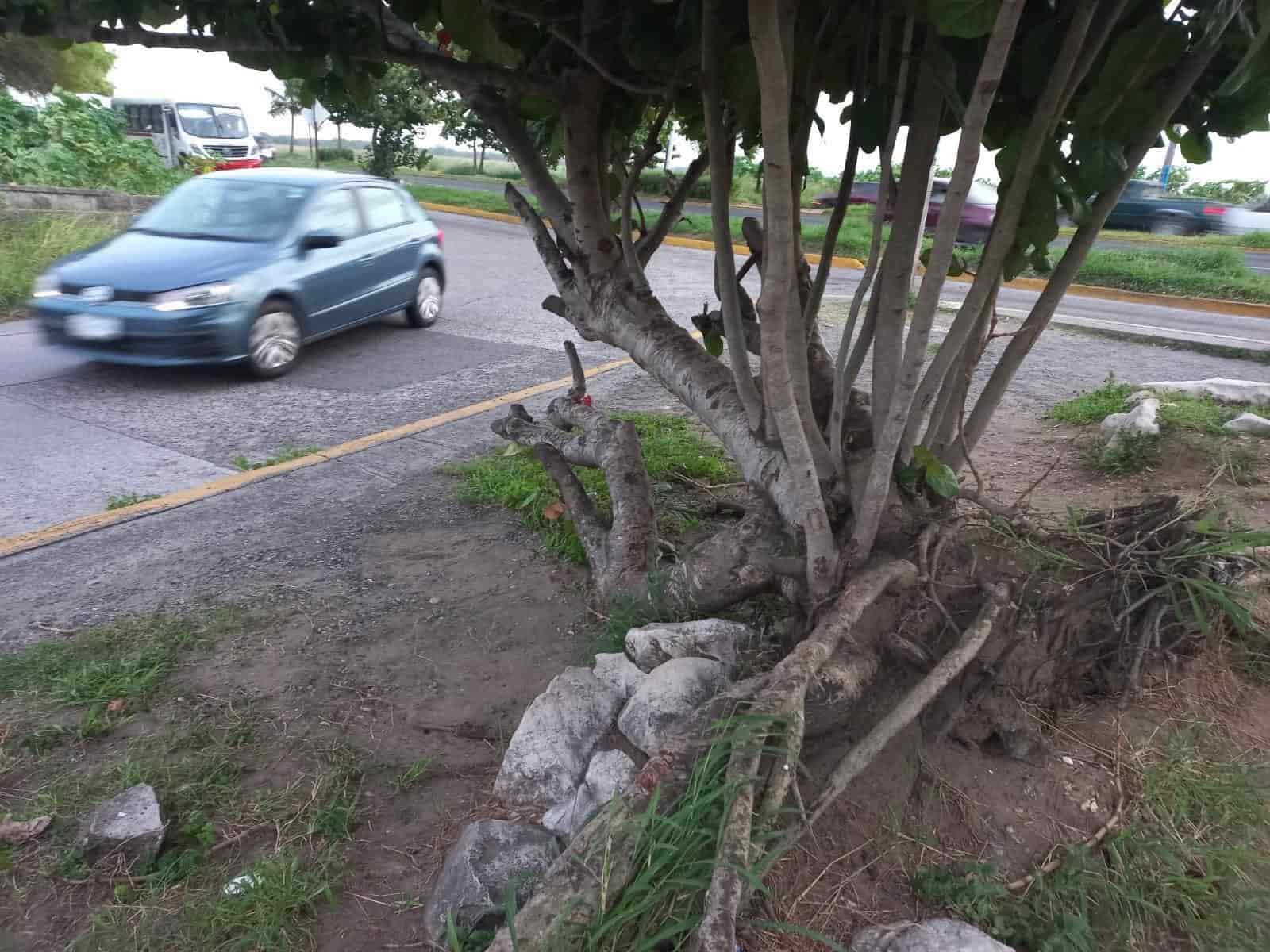 Árbol en Geo Villas del Puerto representa un peligro durante las noches: vecinos