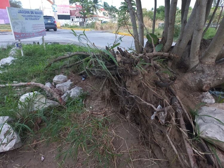 Árbol en Geo Villas del Puerto representa un peligro durante las noches: vecinos