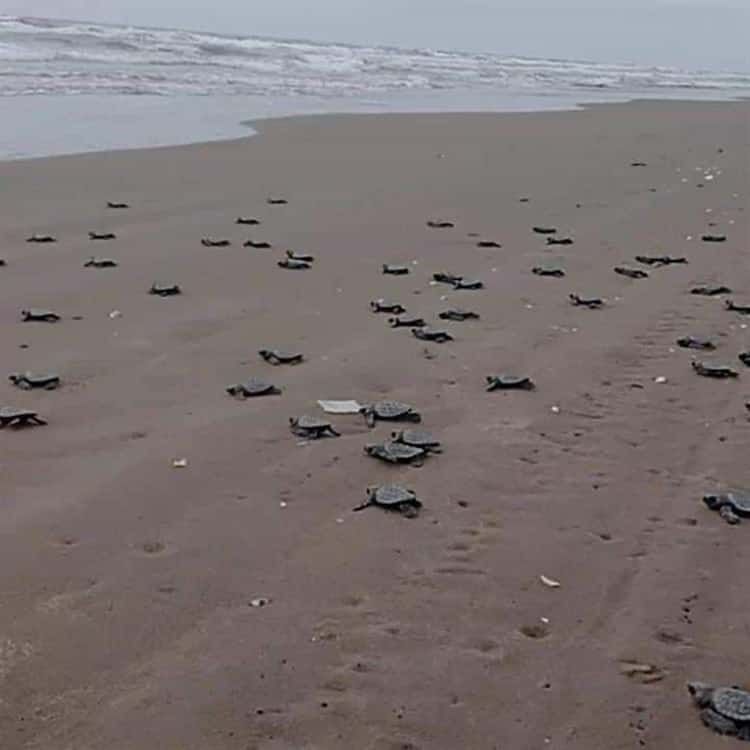 Más de 720 crías de carey liberadas en el sur de Veracruz