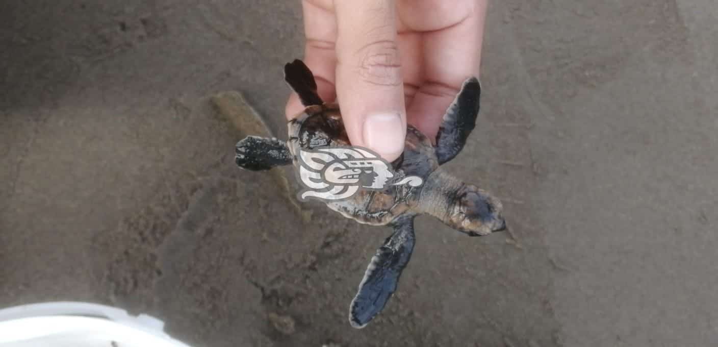 Liberan a más de 720 crías de tortugas carey en el sur de Veracruz