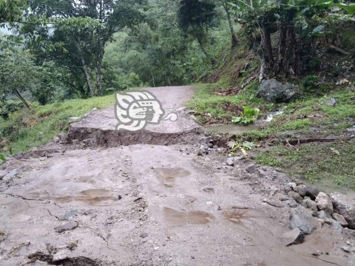 Naturaleza ‘devora’ vías de comunicación en la sierra de Misantla