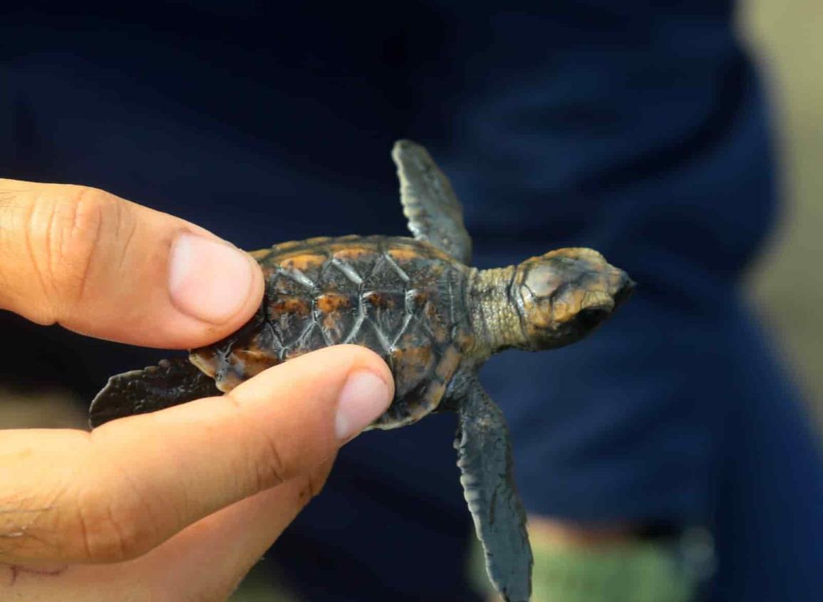 Encuentran pequeña tortuga marina en playa de Coatzacoalcos