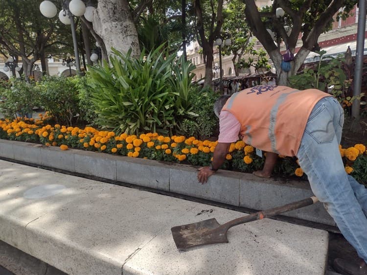 Adornan con flor de cempasúchil jardineras en el zócalo de Veracruz por Día de Todos Santos