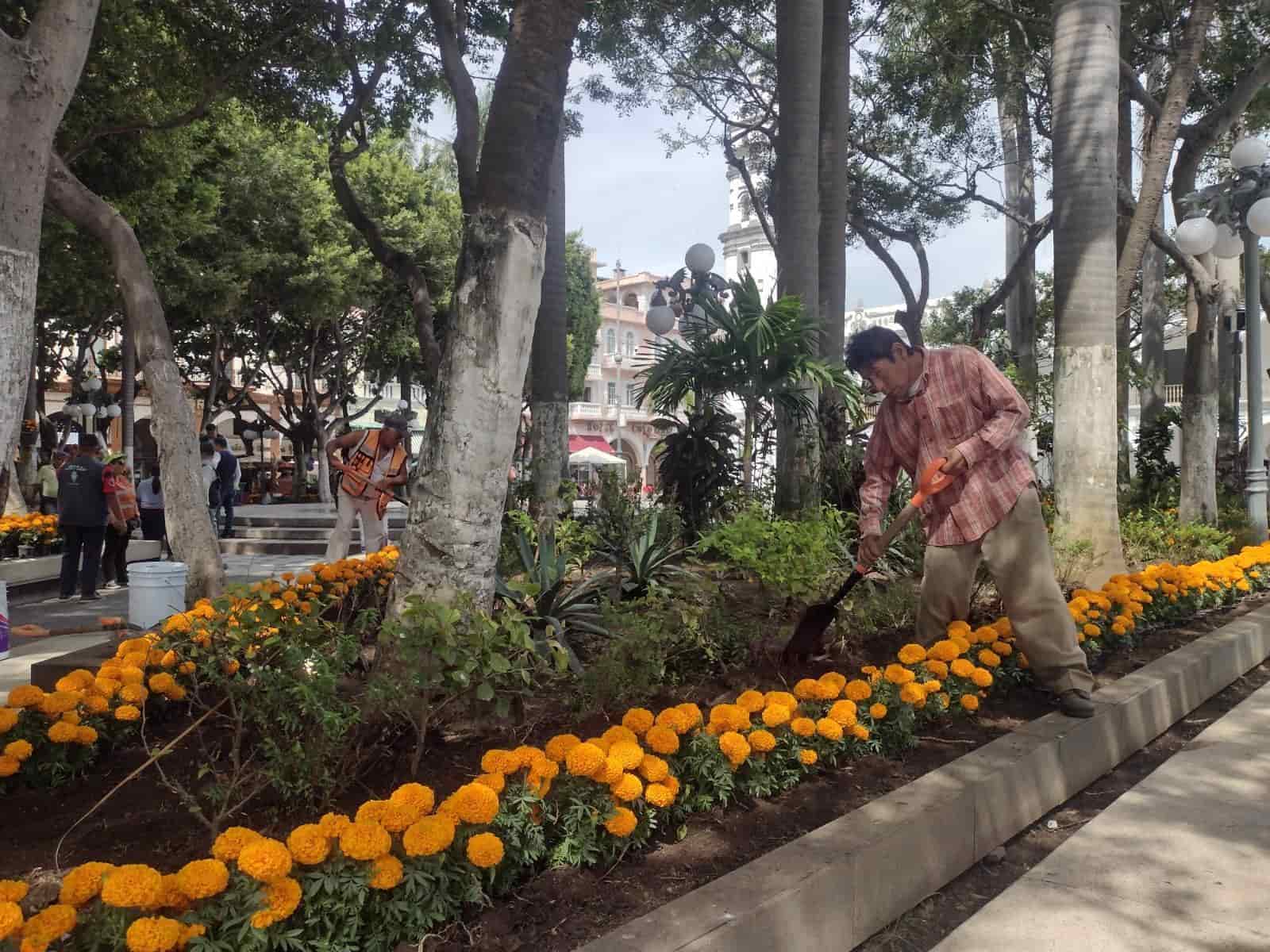 Adornan con flor de cempasúchil jardineras en el zócalo de Veracruz por Día de Todos Santos