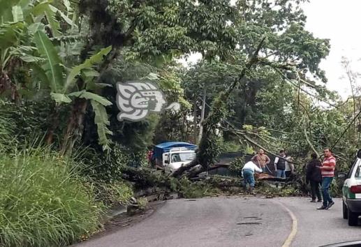 Árbol caído bloqueó carretera de San Marcos a Teocelo