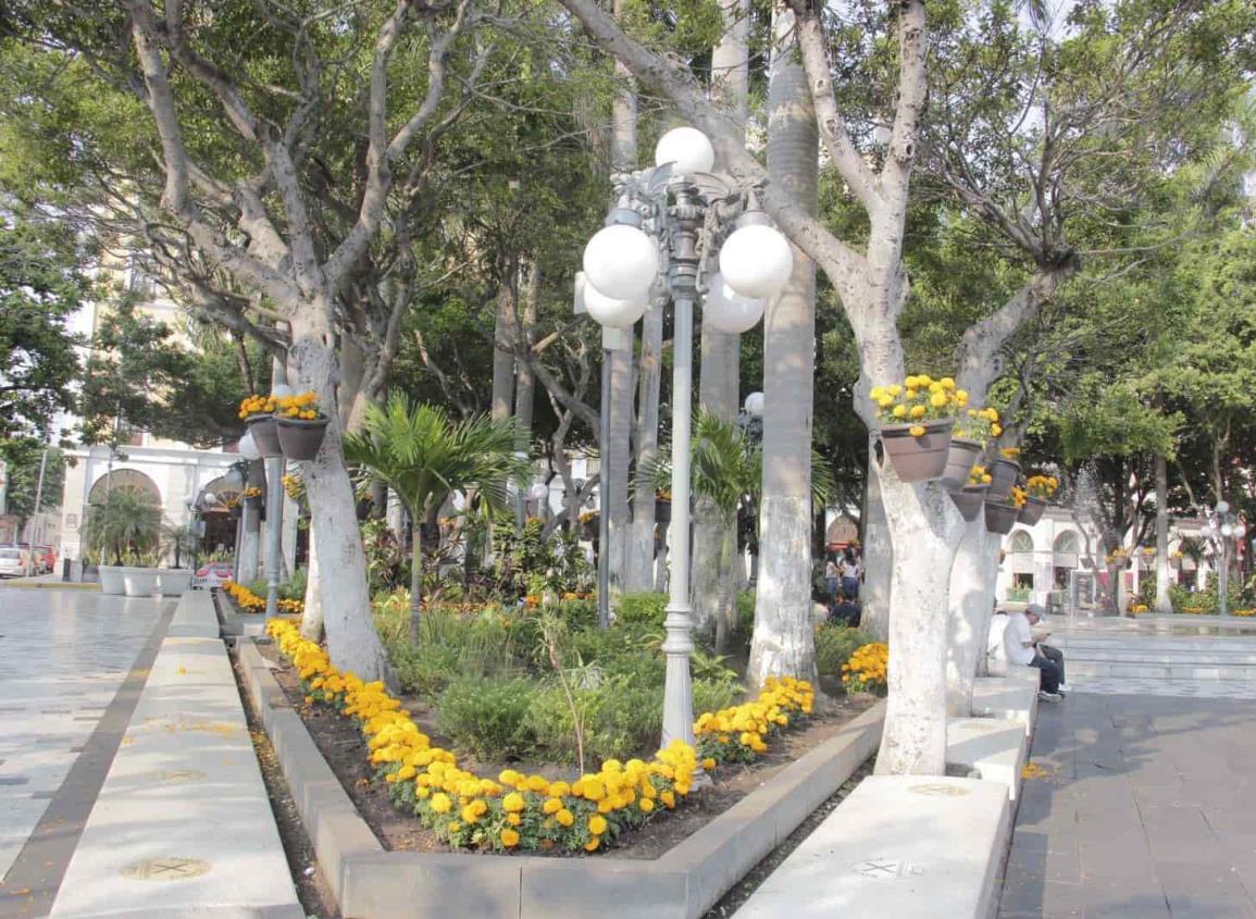 Visten de color naranja el zócalo de Veracruz con flor de cempasúchil