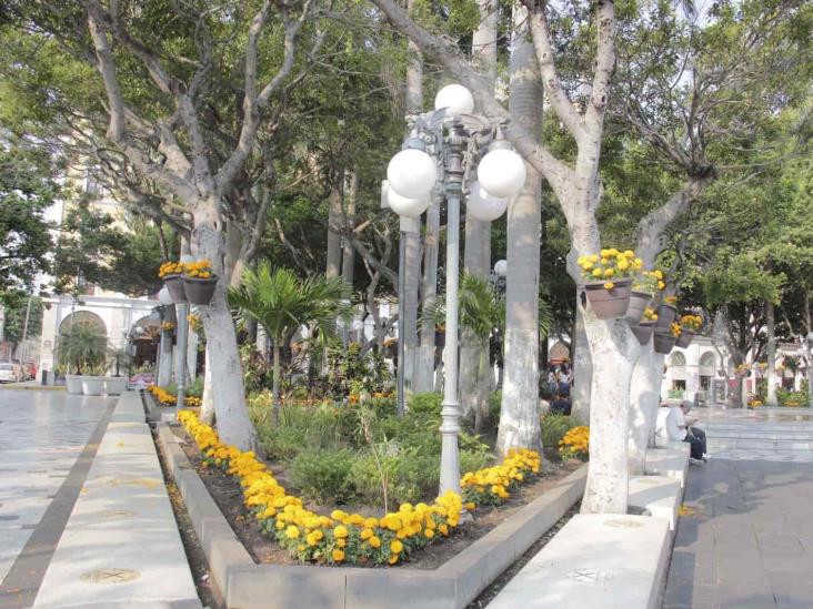 Visten de color naranja el zócalo de Veracruz con flor de cempasúchil