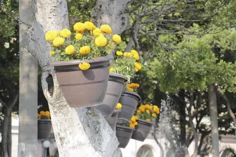 Visten de color naranja el zócalo de Veracruz con flor de cempasúchil