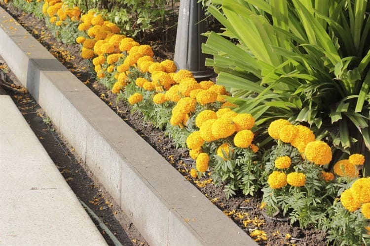 Visten de color naranja el zócalo de Veracruz con flor de cempasúchil