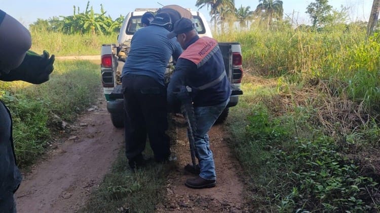 Familia se encuentra un cocodrilo saliendo de su casa en Minatitlán