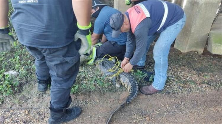 Familia se encuentra un cocodrilo saliendo de su casa en Minatitlán