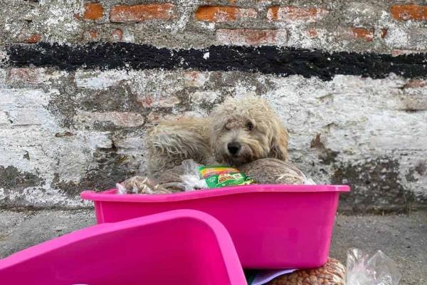 Perritos afectados por explosión de pipa en Aguascalientes fueron resguardados
