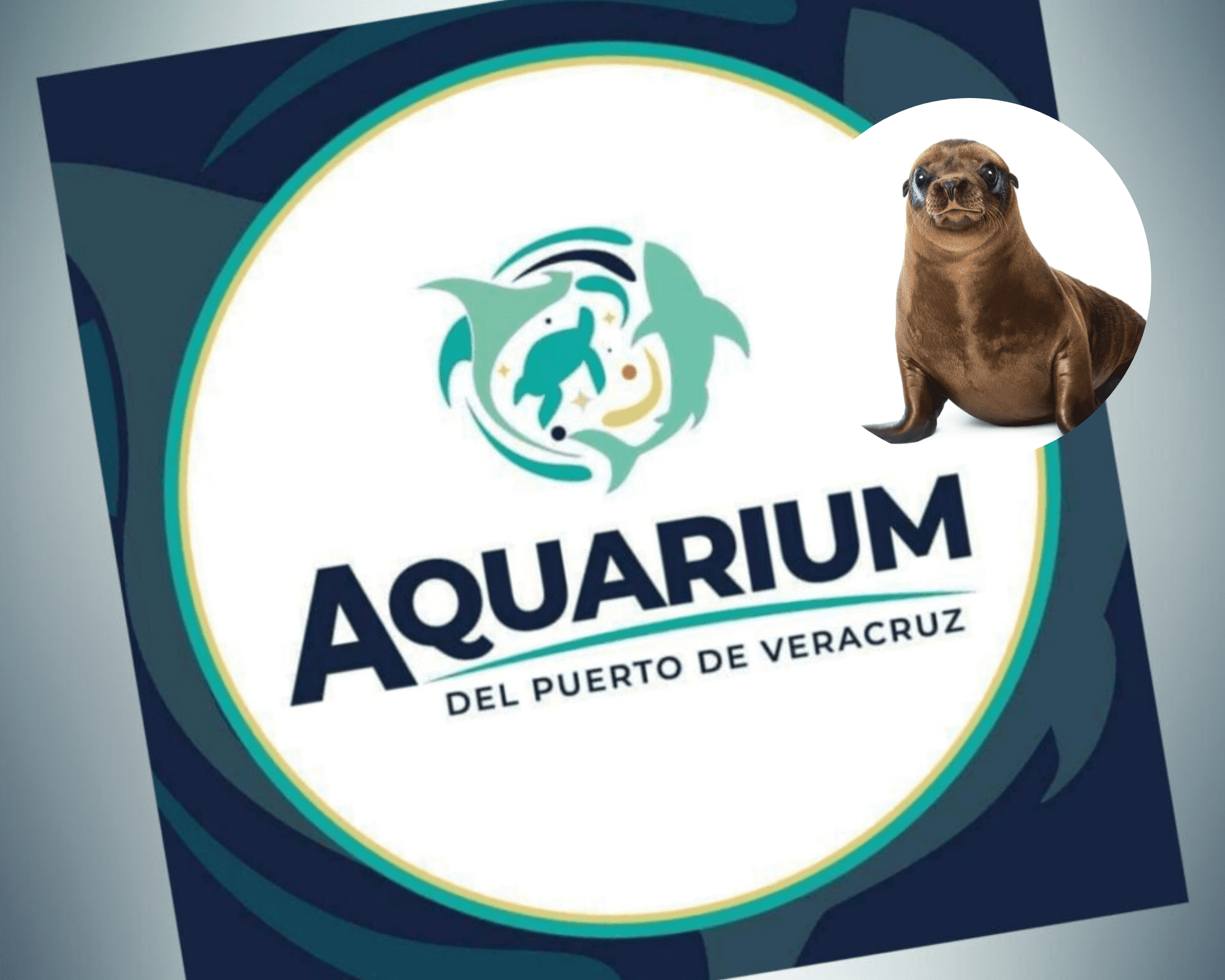 Critica Earth Mission que Aquarium del puerto de Veracruz convoque a exhibir lobos marinos