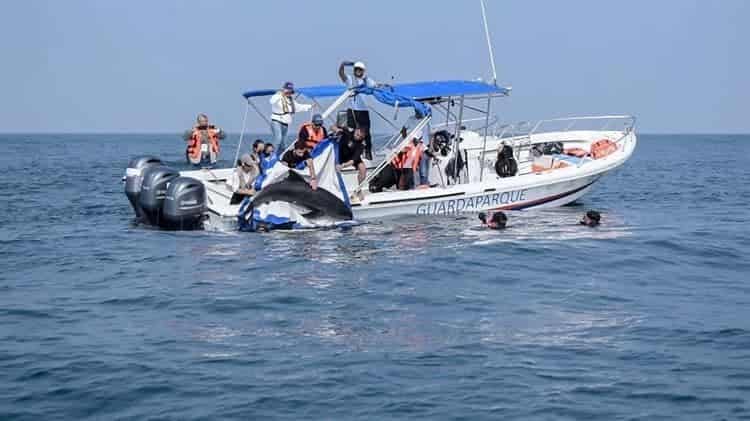 Liberan a delfín después de salvarle la vida en una playa de Alvarado