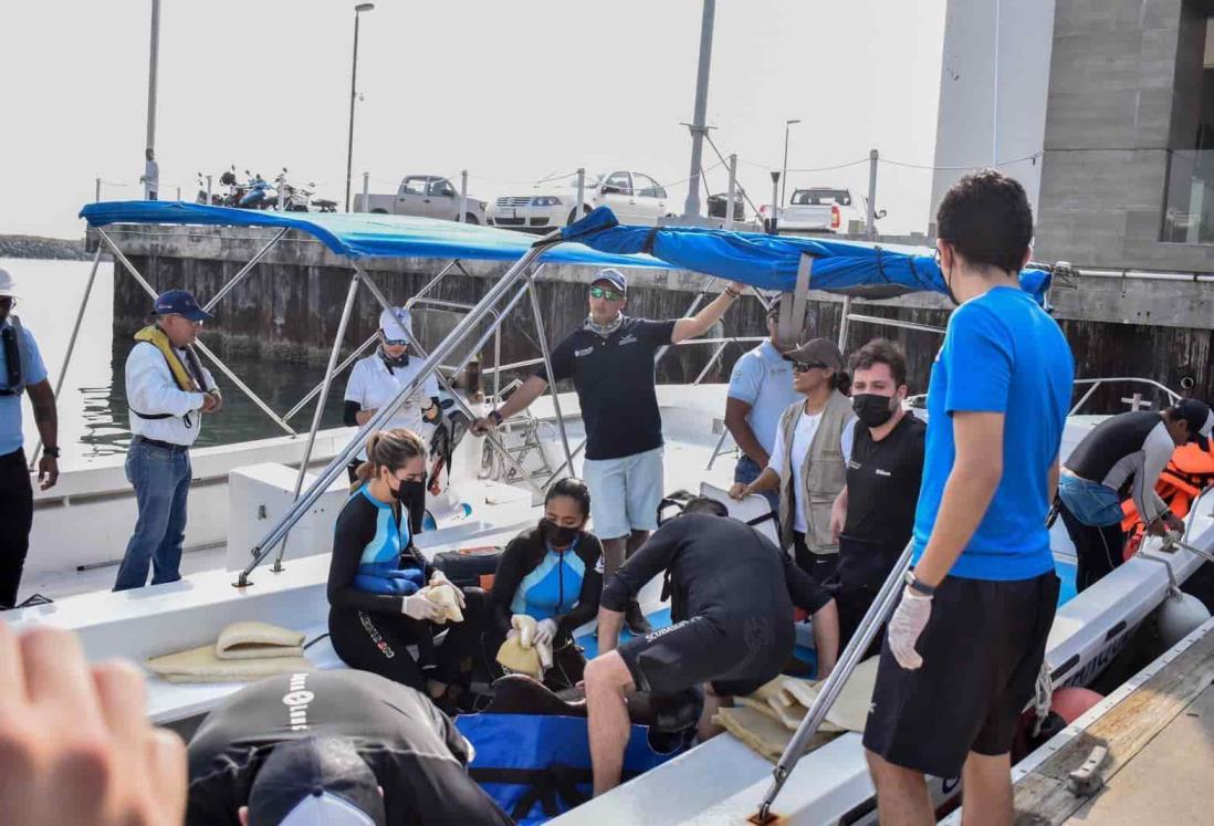 Liberan a delfín después de salvarle la vida en una playa de Alvarado