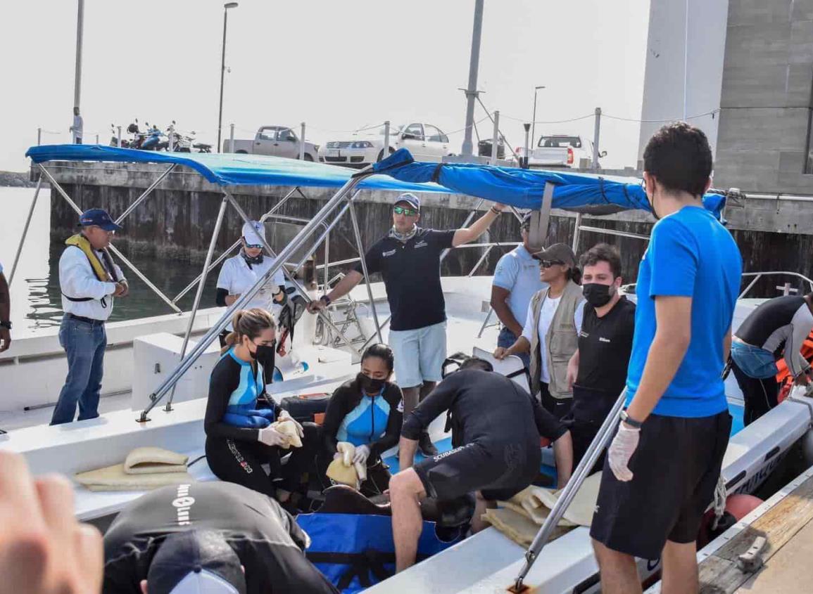 Liberan a delfín después de salvarle la vida en una playa de Alvarado