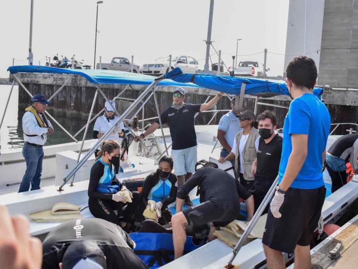 Liberan a delfín después de salvarle la vida en una playa de Alvarado