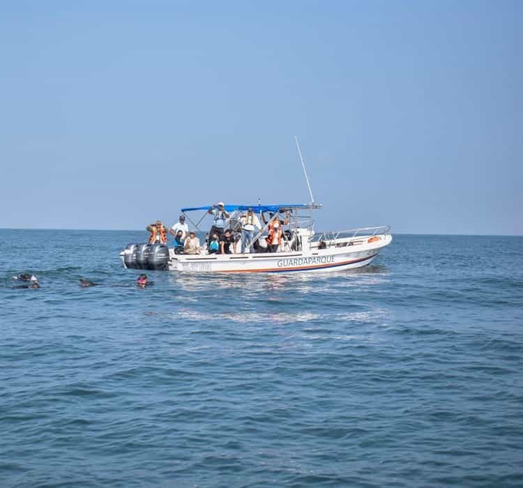 Liberan a delfín después de salvarle la vida en una playa de Alvarado