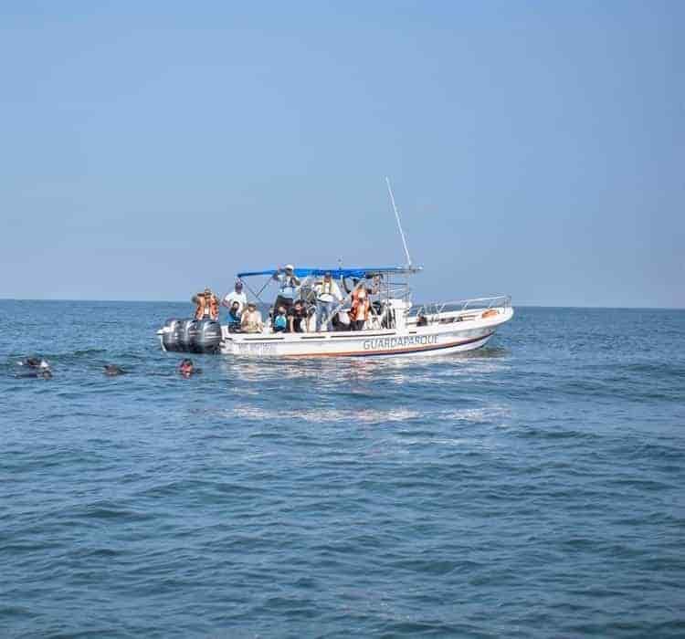 Liberan a delfín después de salvarle la vida en una playa de Alvarado