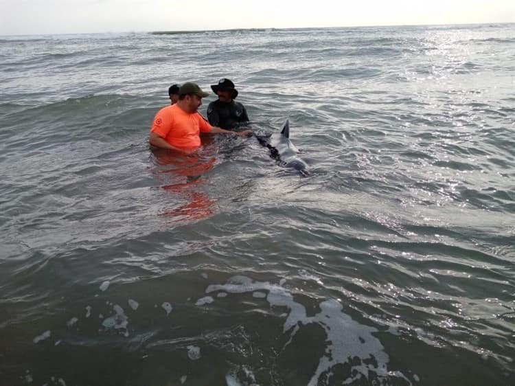 Rescatan y resguardan a delfín en playa Chachalacas