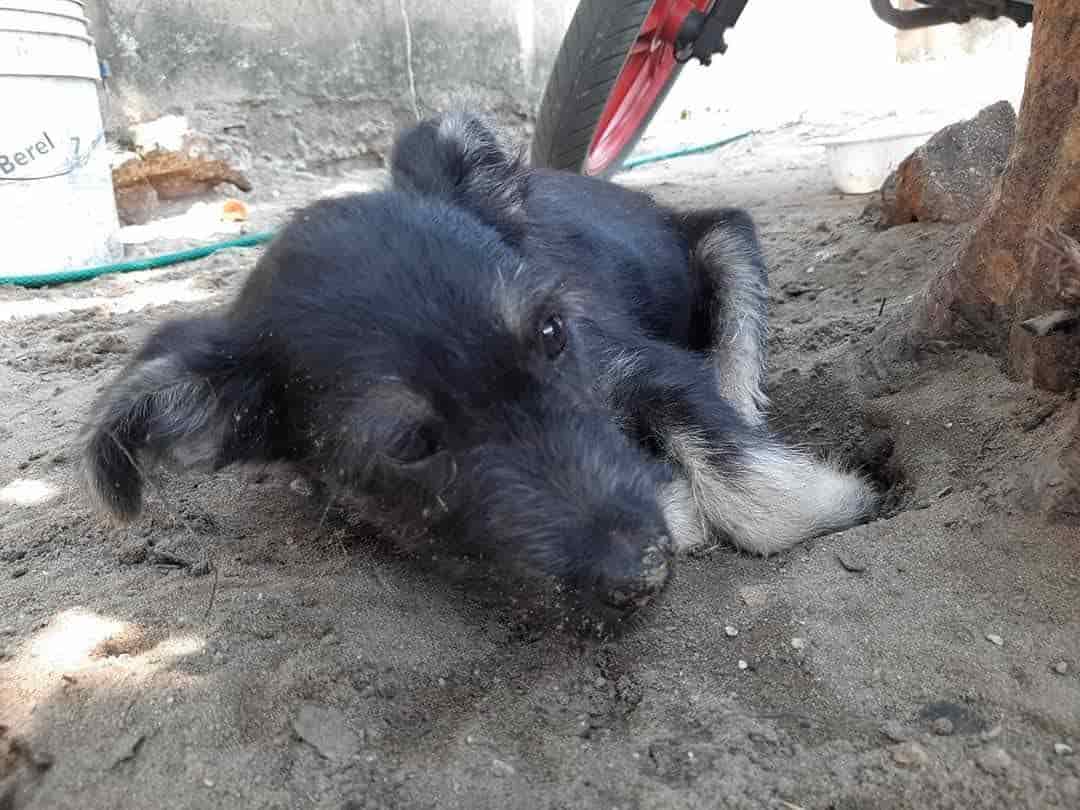 Denuncian a hombre que presuntamente le tiró aceite caliente a perrito en Veracruz