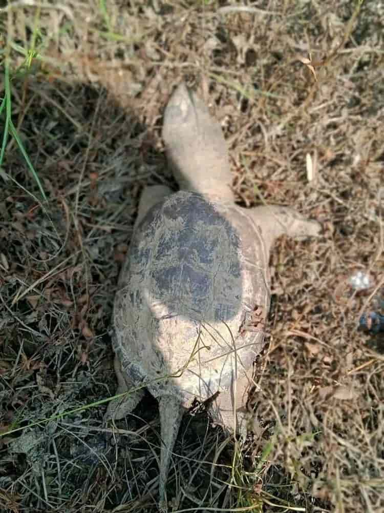 Contaminación de ríos de Oaxaca afecta a Jesús Carranza