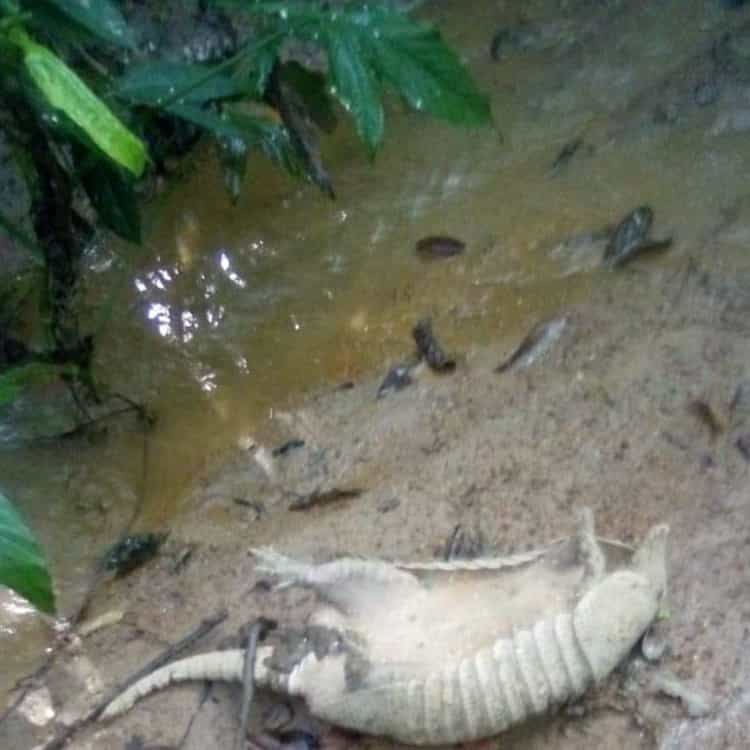 Contaminación de ríos de Oaxaca afecta a Jesús Carranza