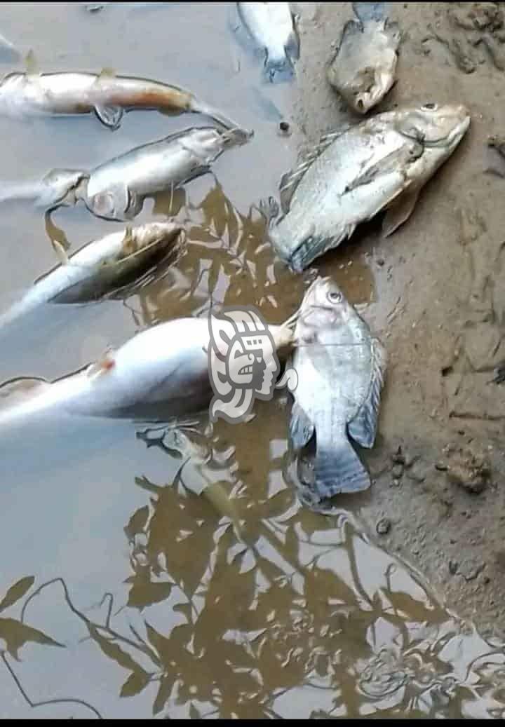 Contaminación de ríos de Oaxaca afecta a Jesús Carranza