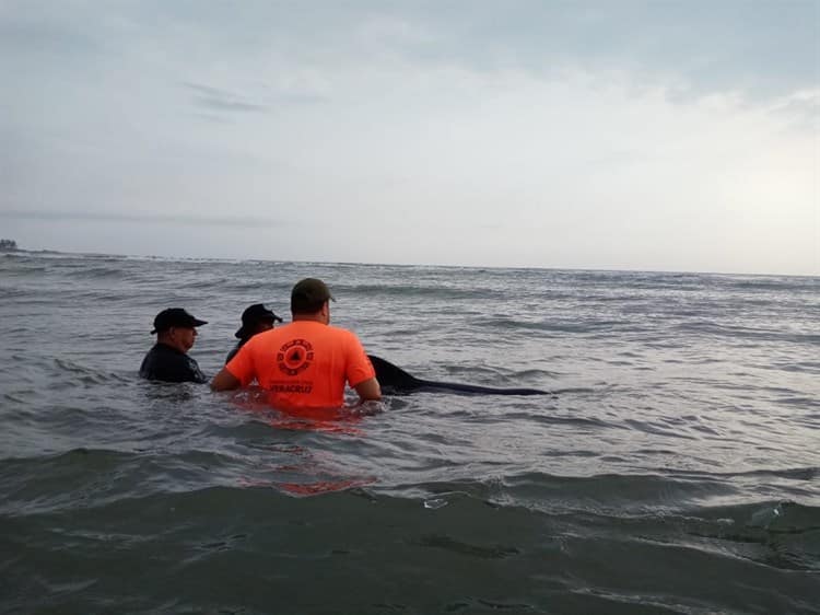 Aparece delfín varado sobre playa Chachalacas en Úrsulo Galván, Veracruz