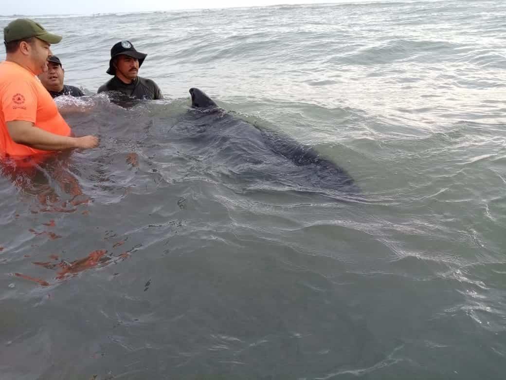 Rescatan y resguardan a delfín en playa Chachalacas