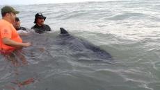 Aparece delfín varado sobre playa Chachalacas en Úrsulo Galván, Veracruz