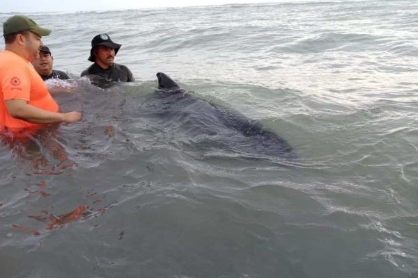 Rescatan y resguardan a delfín en playa Chachalacas