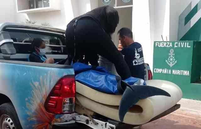 Aquarium de Veracruz recibe a delfín varado en Playa de Chachalacas(+Video)