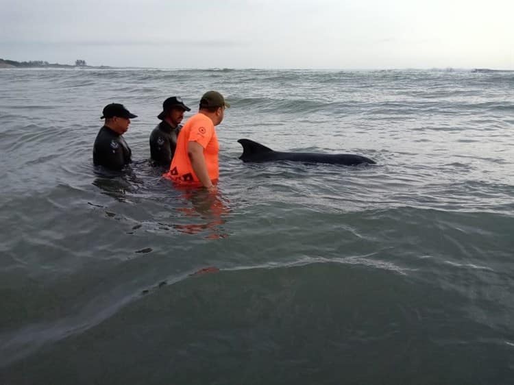 Aquarium de Veracruz recibe a delfín varado en Playa de Chachalacas(+Video)